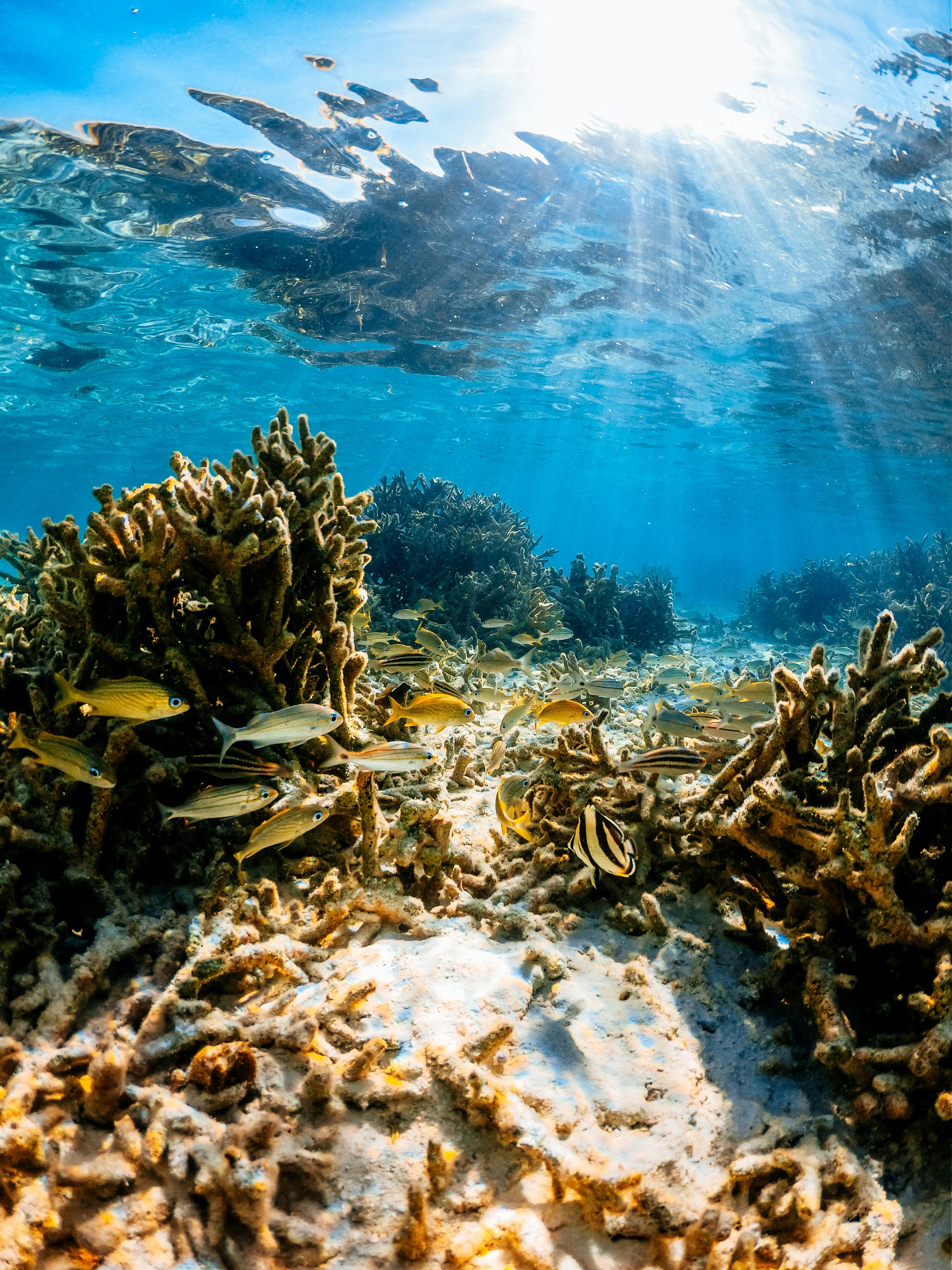 Underwater Scene